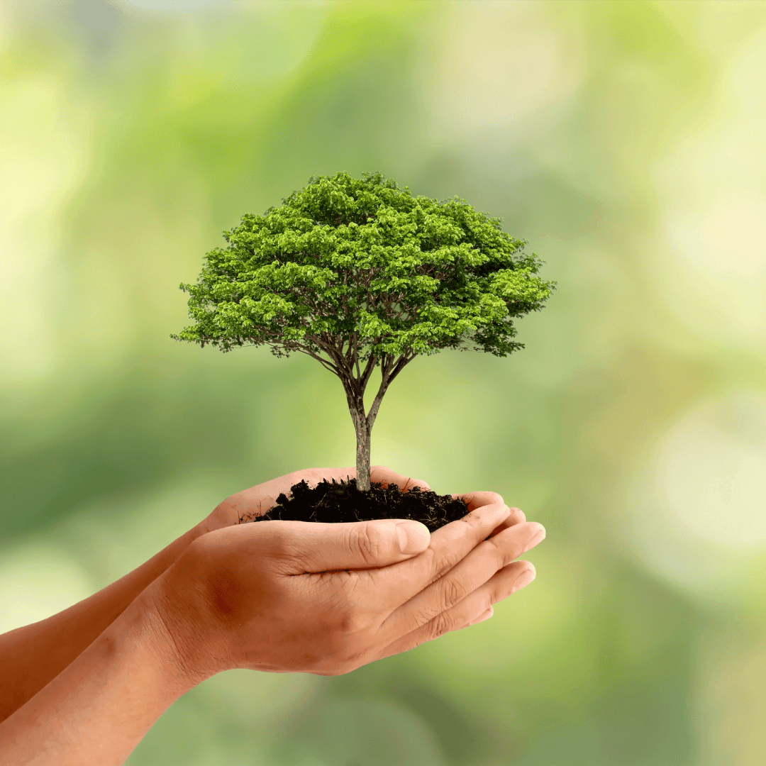 Foam recycling, trees and our journey to carbon neutral - Shadow Foam